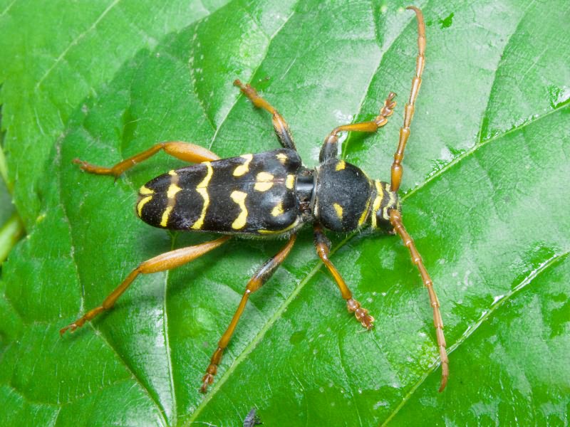 Plagionotus arcuatus (Linnaeus, 1758)